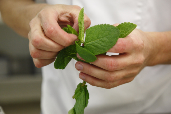 Hand-stemmed fresh mint leaves